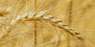 Wheat (Weizen) Futures und CFD.